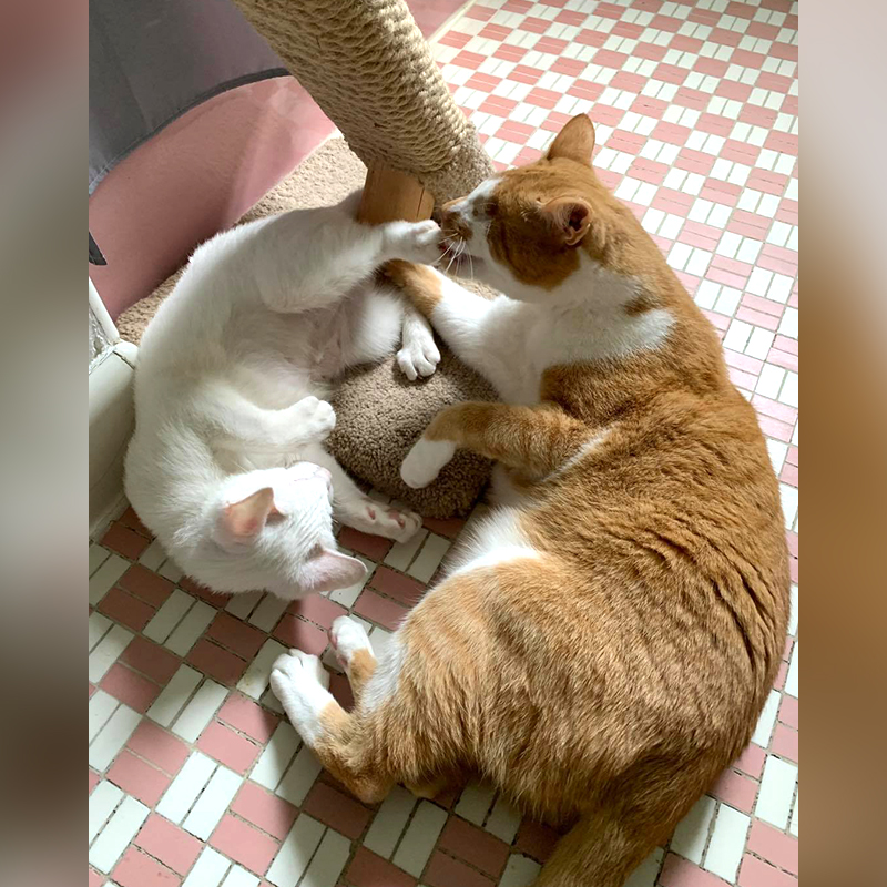 Fig and Lychee playing on the tiled floor