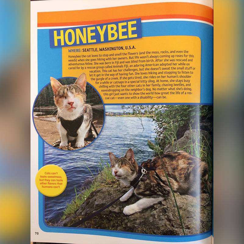 A children's magazine features Honey Bee the blind adventure cat