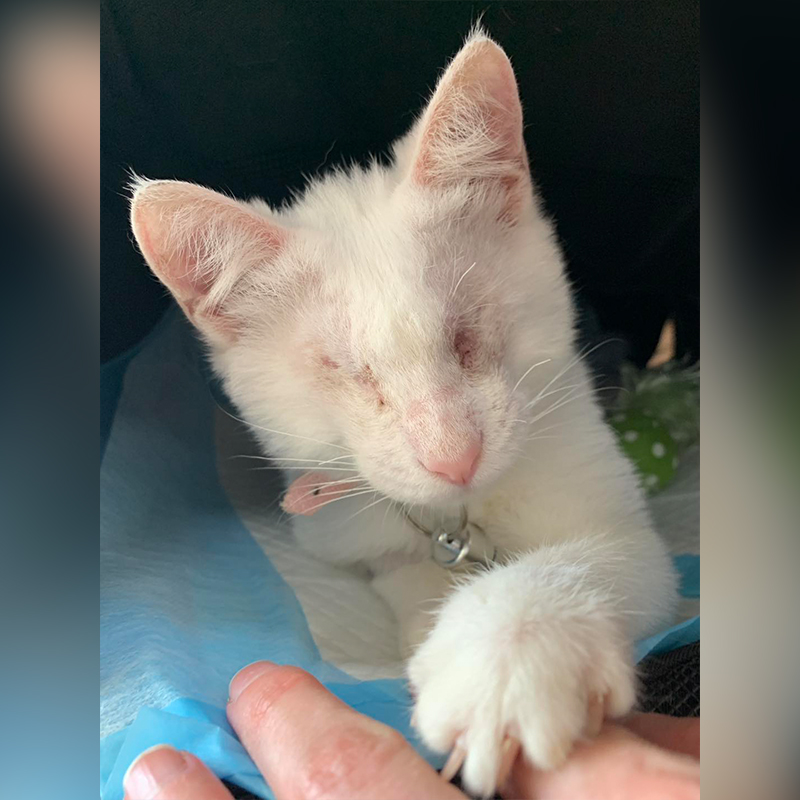 Lychee as a tiny kitten rescued in Florida