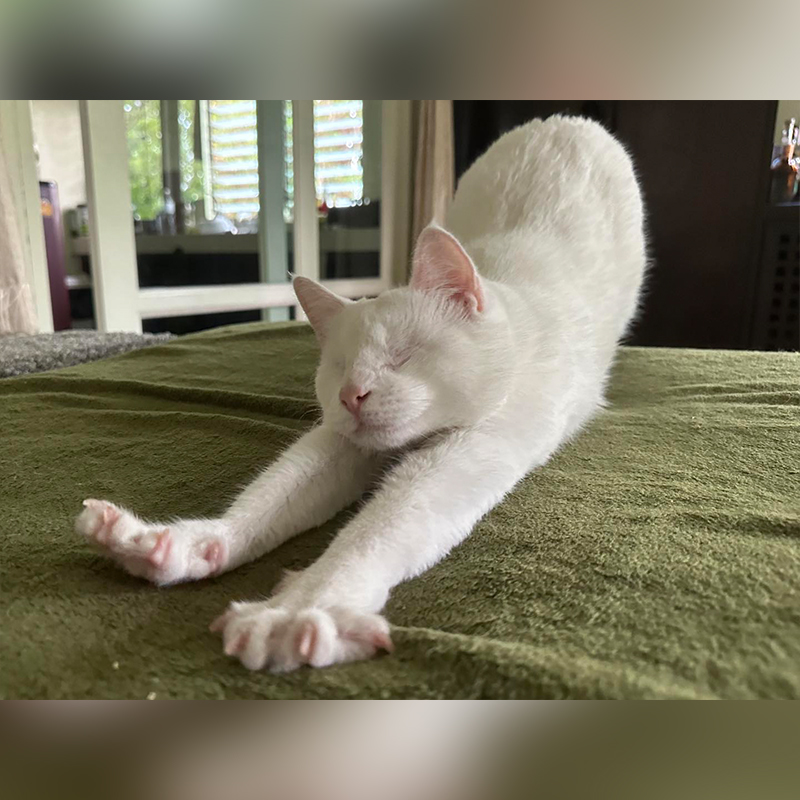 Lychee the blind and deaf rescued cat from Florida on a bed