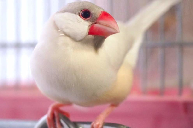 A Vision of Beauty: The Snow-White Feathers and Red Beak of a Stunning Bird