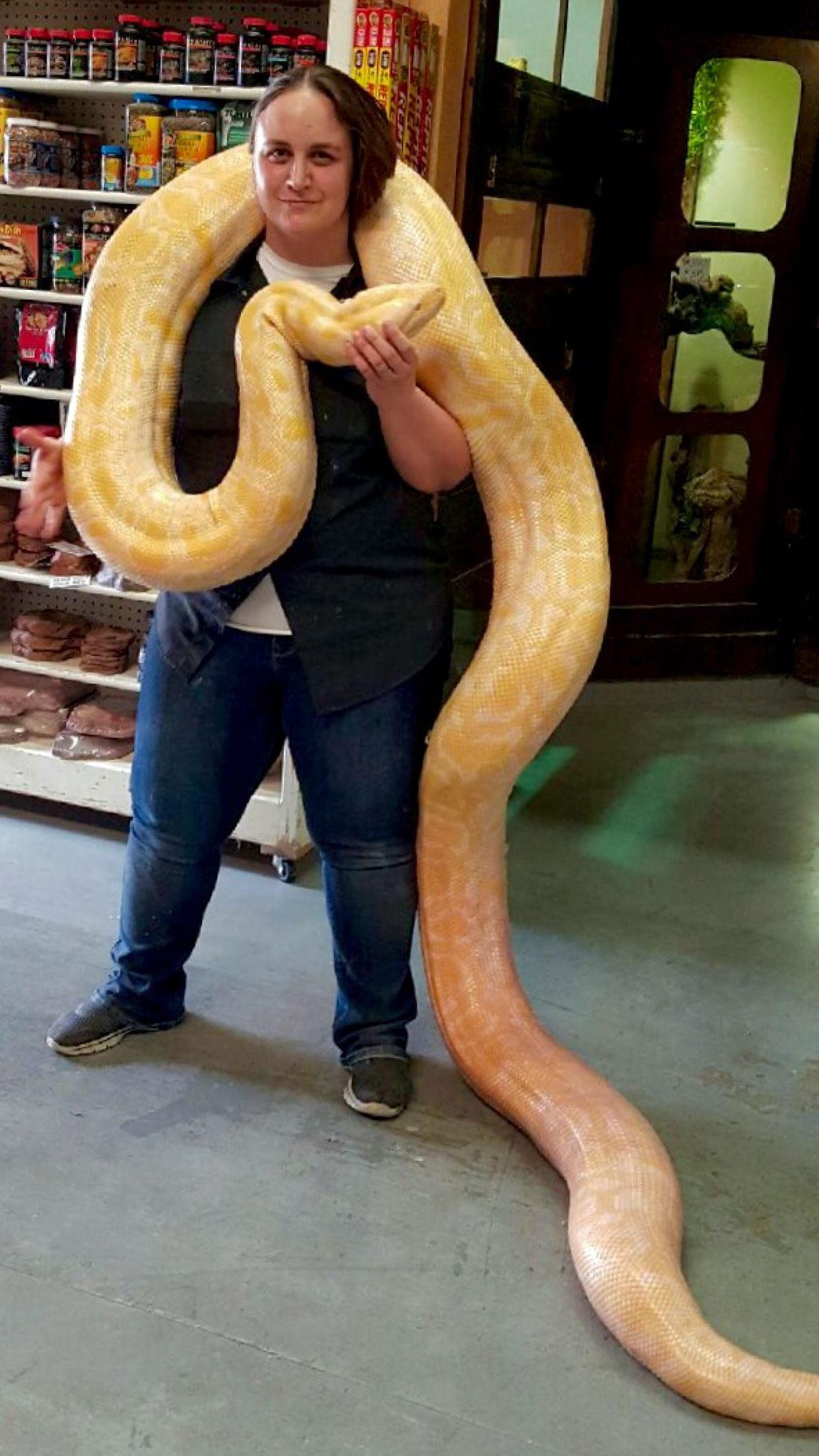 Kristal posing with our huge Albino Burmese Python (Python bivittatus) #igotthis | Pet snake, Cute snake, Burmese python