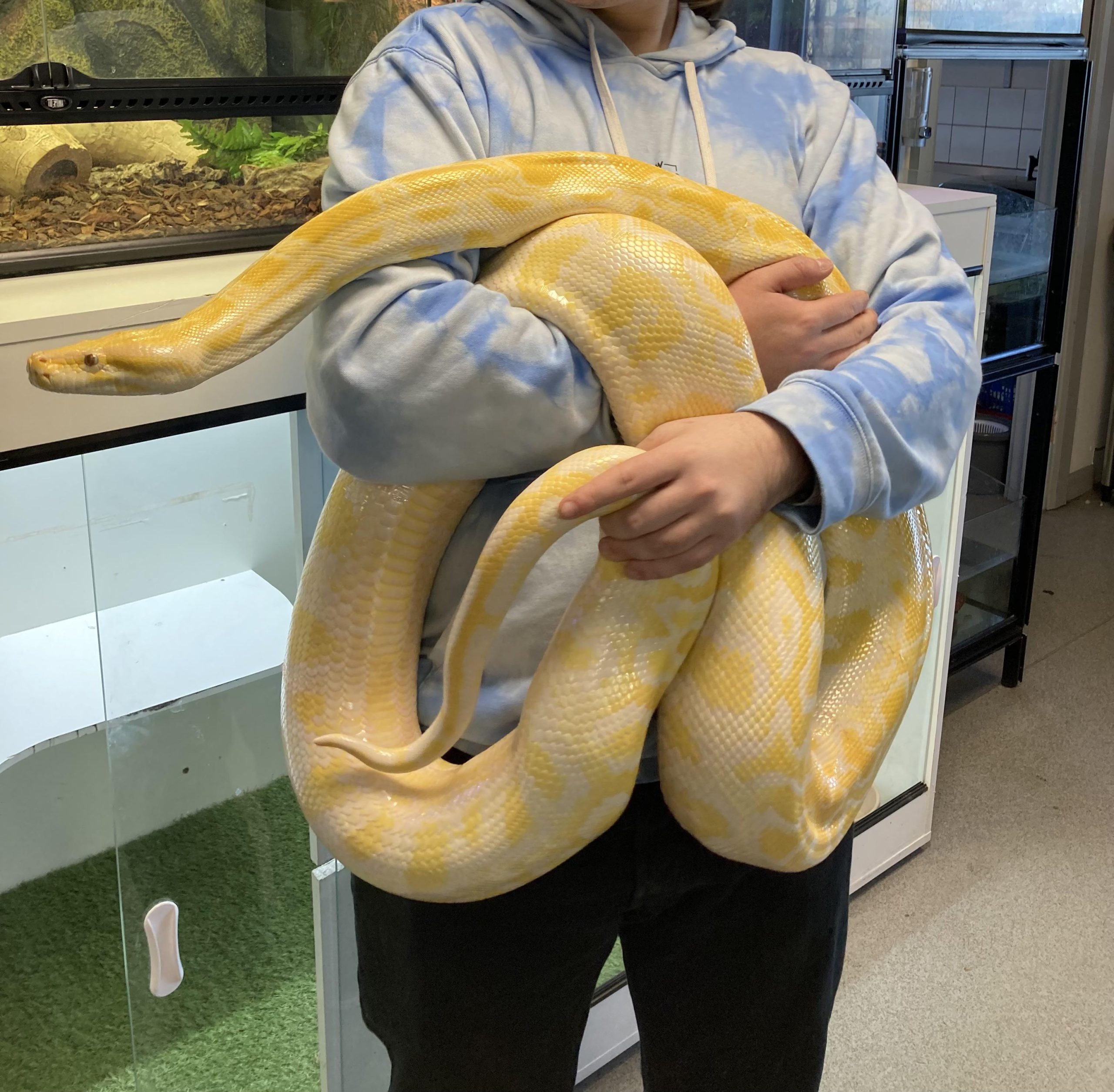 The latest addition to the rescue snek family! Meet Custard my new albino Burmese python! : r/snakes