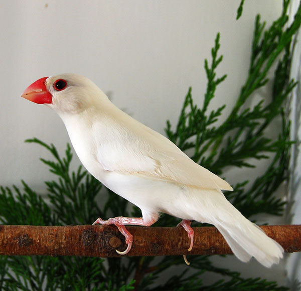 A Vision of Beauty: The Snow-White Feathers and Red Beak of a Stunning Bird