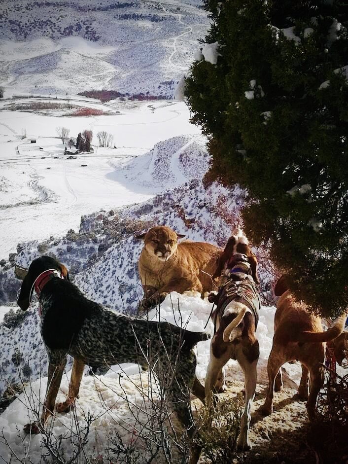 Cougar Hunting With Hounds - Top End Adventures