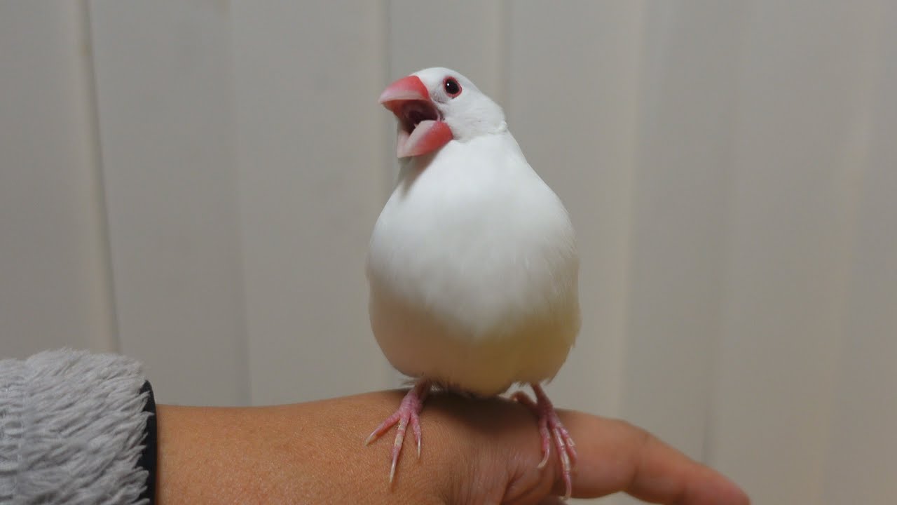 A Vision of Beauty: The Snow-White Feathers and Red Beak of a Stunning Bird