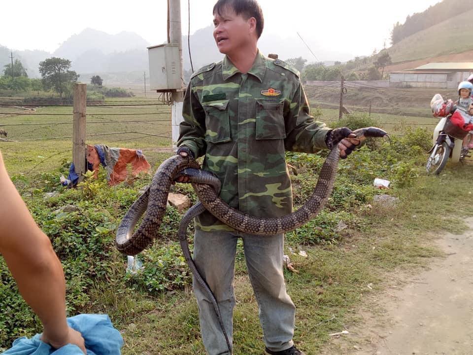 Thực hư người đàn ông Sơn La tay không bắt được rắn hổ mang khổng lồ dài hơn 2m, nặng 10kg