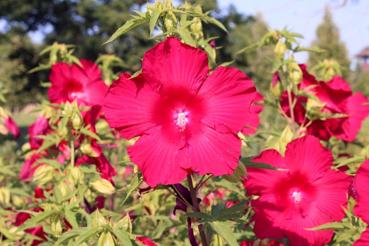 large dinner plate sized red hibiscus flowers