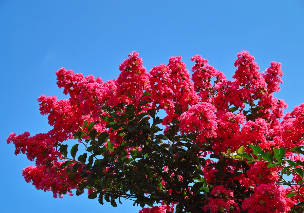 abundant red crape myrtle blossoms