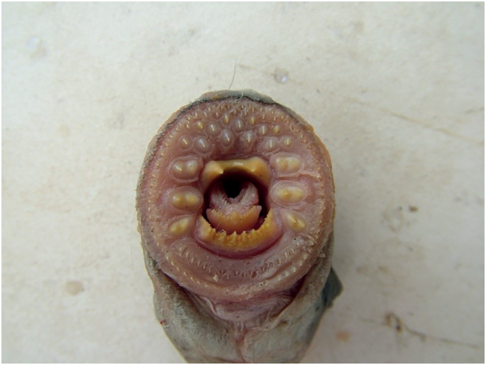 Morphobiological Characteristic of the Arctic Lamprey Lethenteron camtchaticum (Petromyzontidae) in the Basins of Large Rivers of the Arkhangelsk Region, Russia | SpringerLink