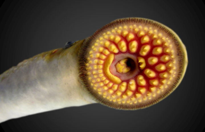 Sea Lamprey (Petromyzon marinus) - Species Profile