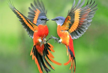 900+ Best Colorful Birds ideas | colorful birds, birds, beautiful birds