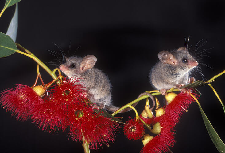 Cercartetus lepidus, Little Pygmy Possum