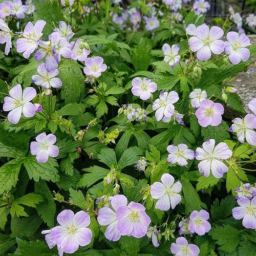 Spring Flowers in Michigan 9