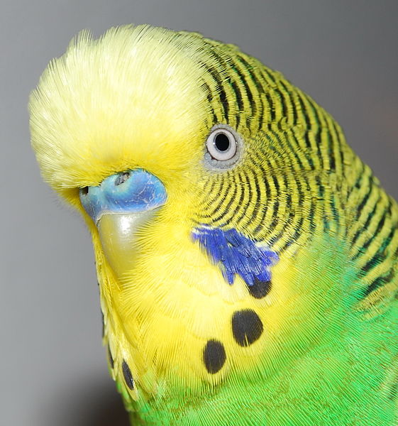 Amazon Budgies