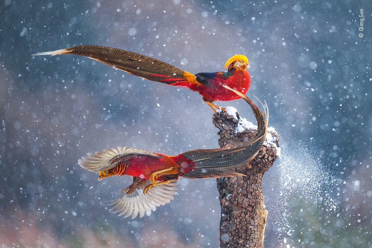 تويتر \ Wildlife Photographer of the Year على تويتر: "Have you ever seen a golden pheasant before? This regal image of two golden pheasants in the snow looks like something straight out