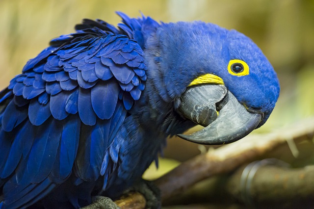 Amazon bird Giant Macaw