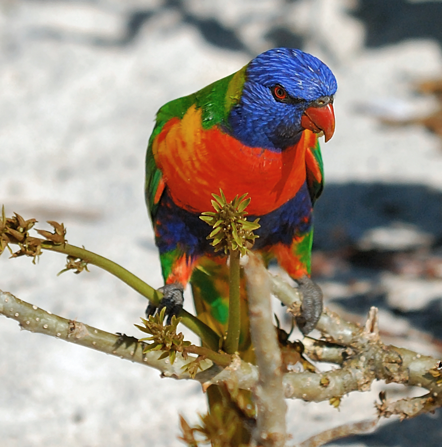 amazon birds Lorikeets