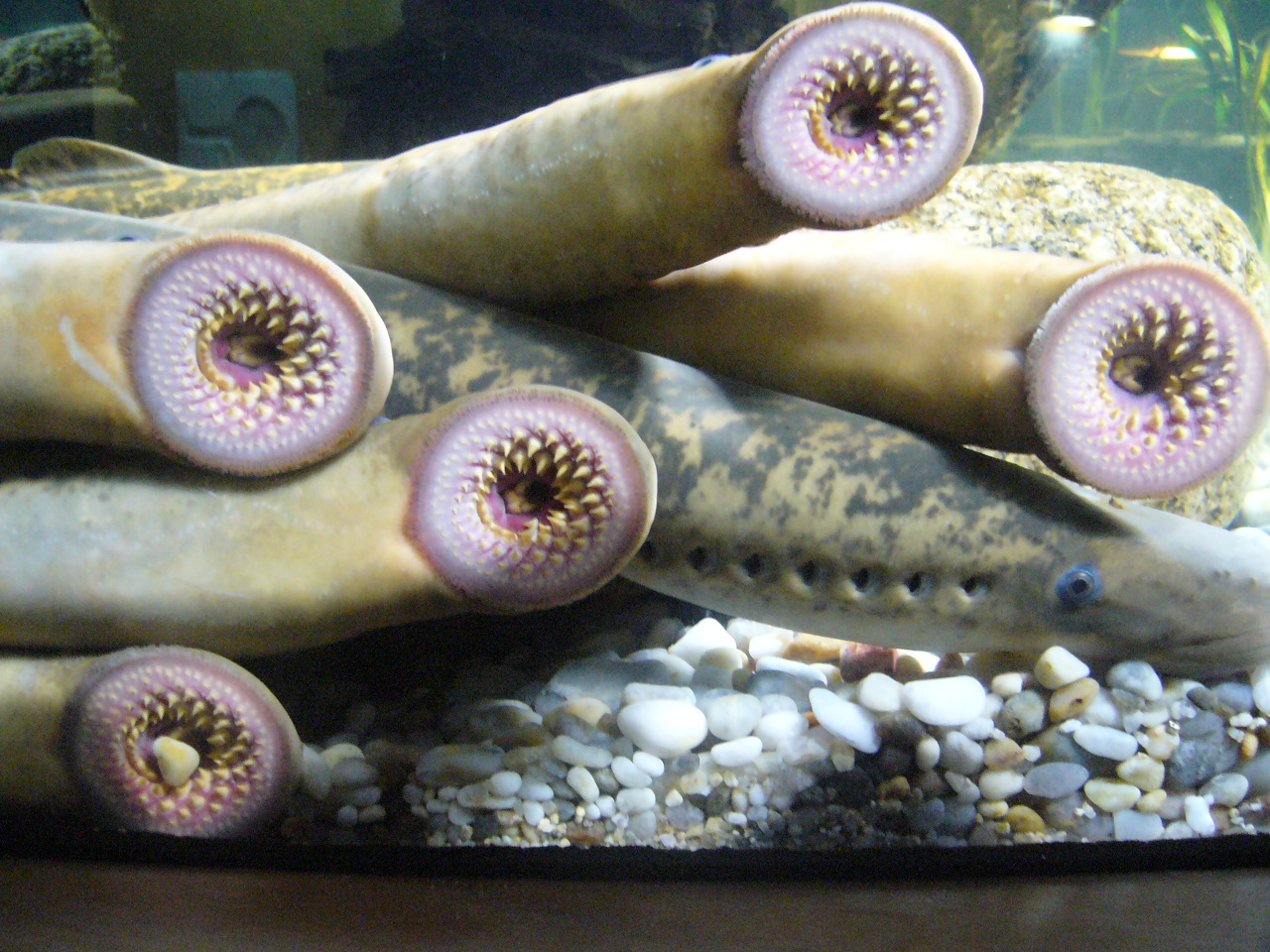 Sea lamprey - Wikipedia