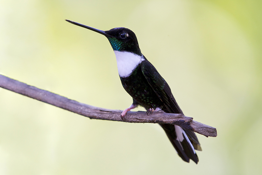 Birds of Andes