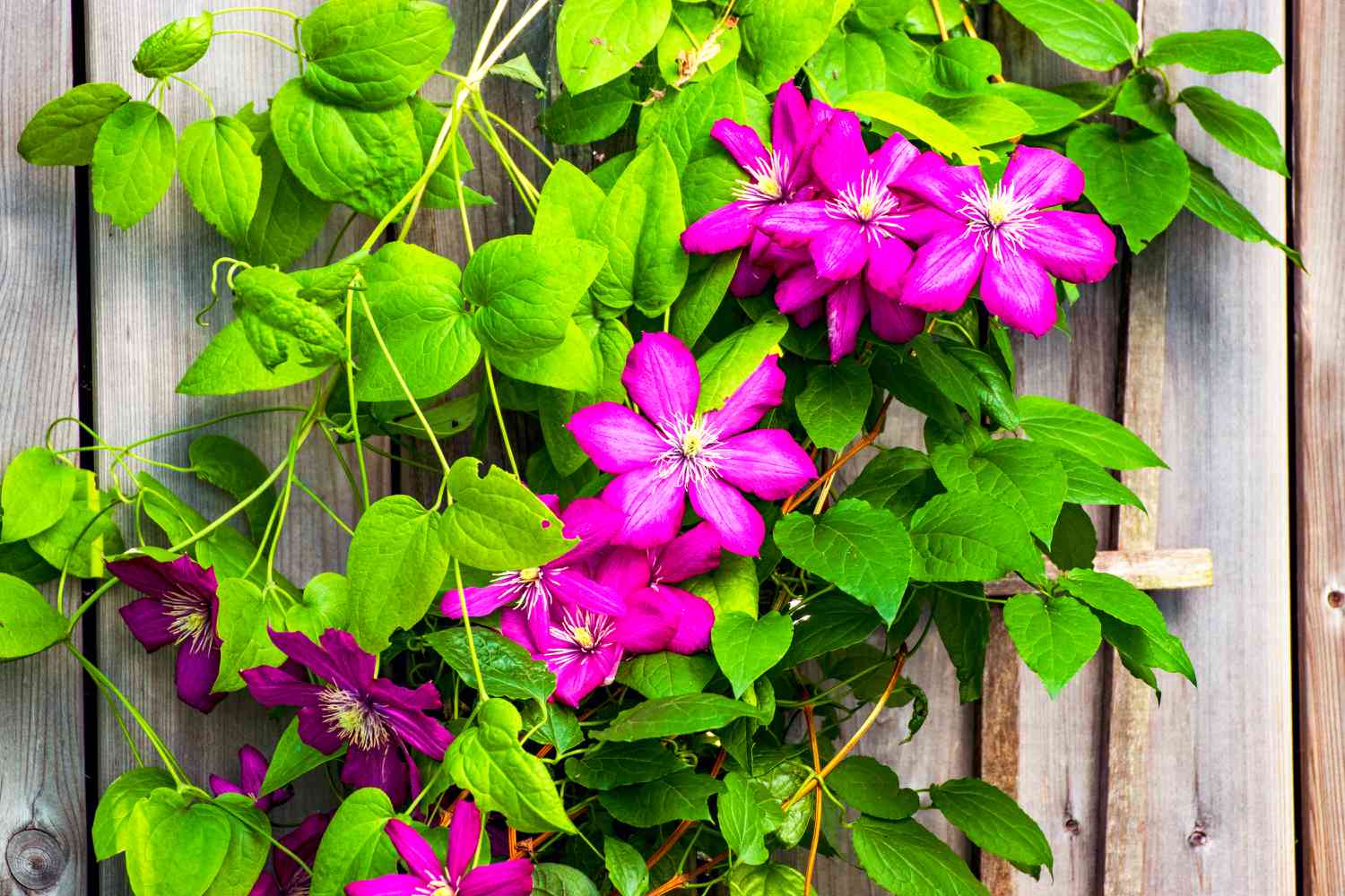 13 Climbing Plants for Fences, Pergolas, and More