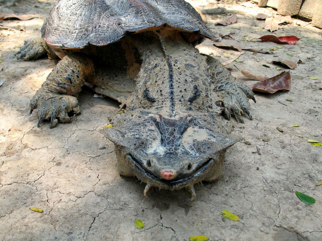 This Odd-Looking Turtle Always Has a Smile on Its Face and Feeds in an Incredible Way