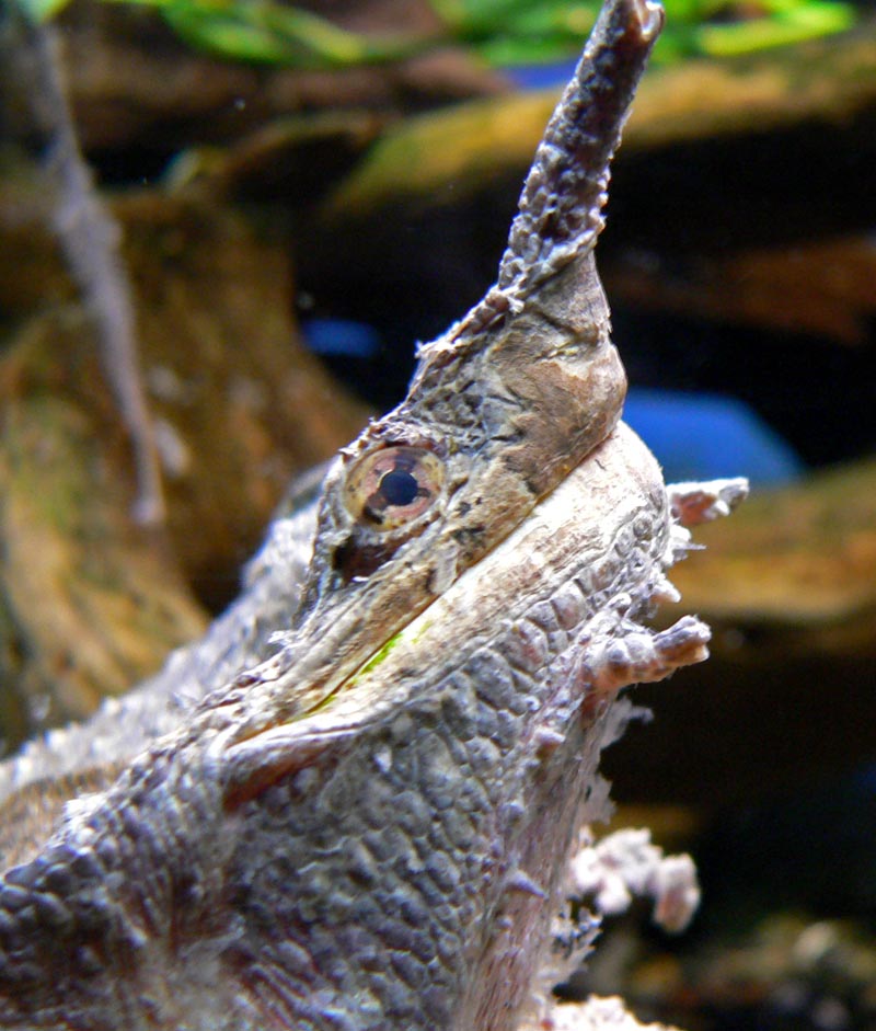 This Odd-Looking Turtle Always Has a Smile on Its Face and Feeds in an Incredible Way