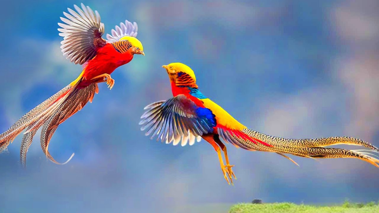 10 Most Beautiful Birds on Planet Earth | Top 10 Most Stunningly Beautiful Birds in the World - YouTube