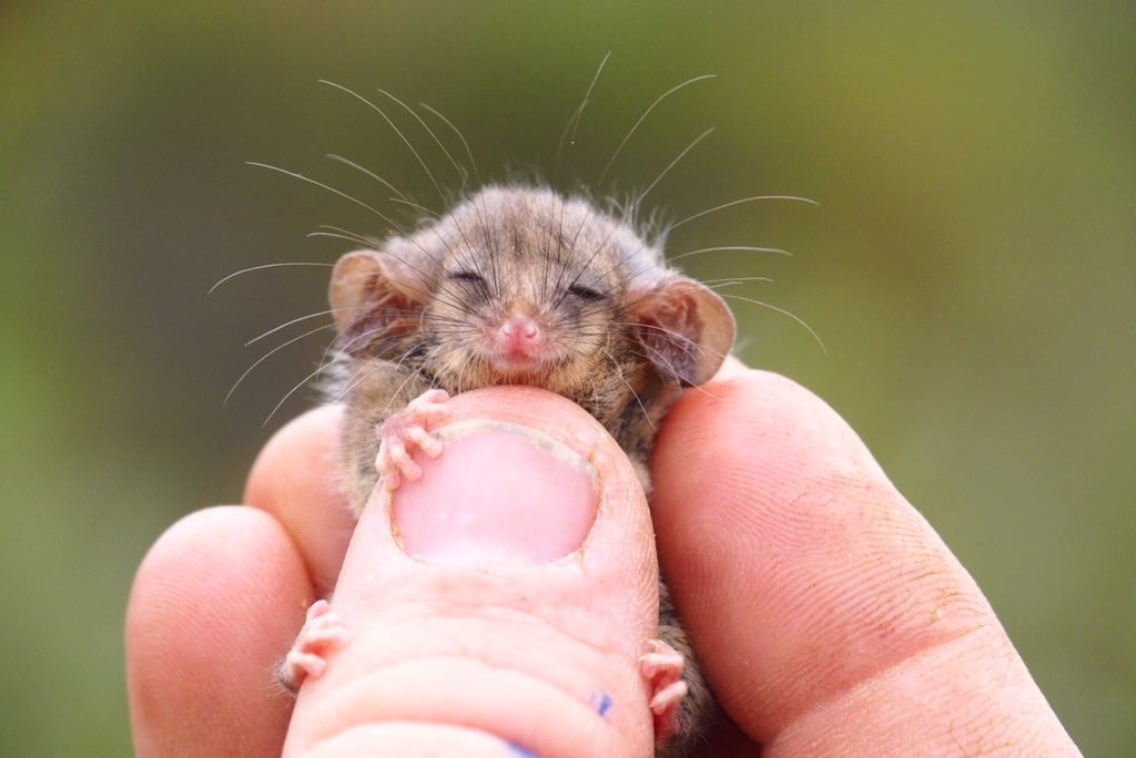 The Tasmanian pygmy possum (Cercartetus lepidus) is the world's smallest possum. Adults range from 6.6 to 7.5 centimetres (2.6 to 3.0 in) in head-body length, with a 6 to 7.2 centimetres (2.4