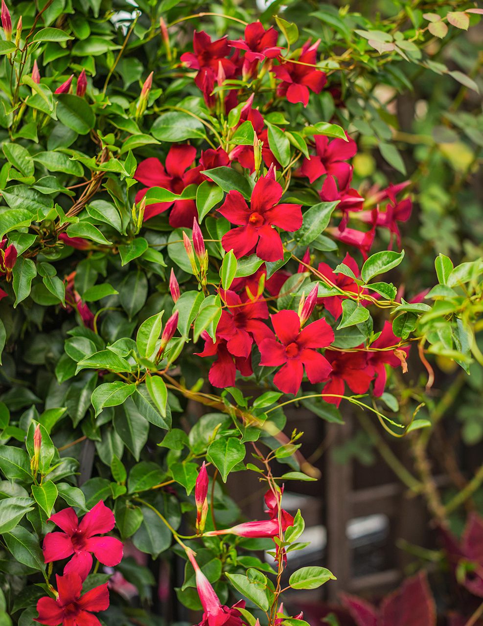 15 of the Best Flowering Vines for Fences, Arbors, and Trellises