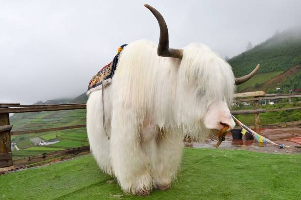 Tibetan White Yak – The Enigmatic Snow White Rarity - Hasan Jasim