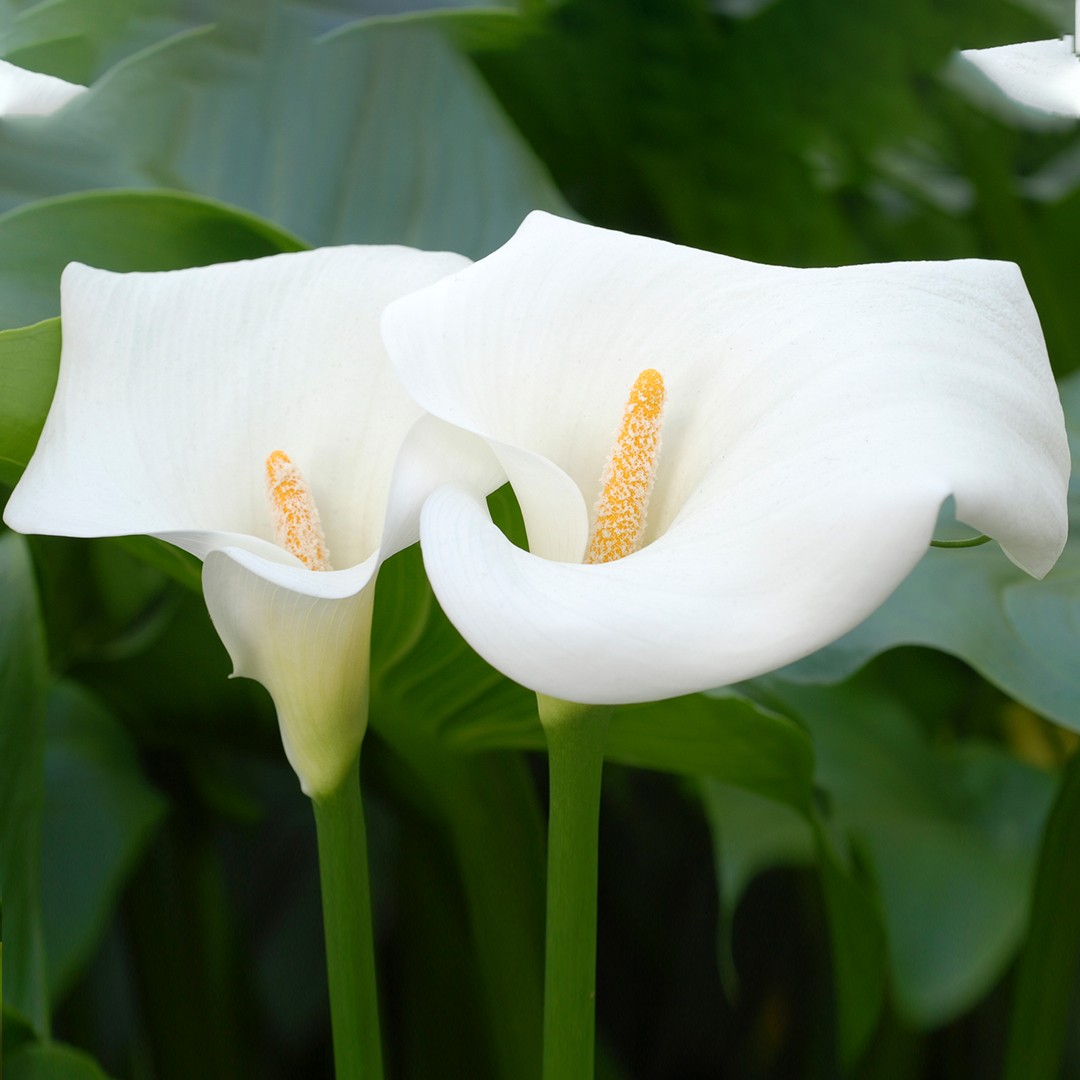 Calla lily (Zantedeschia aethiopica) Flower, Leaf, Care, Uses - PictureThis