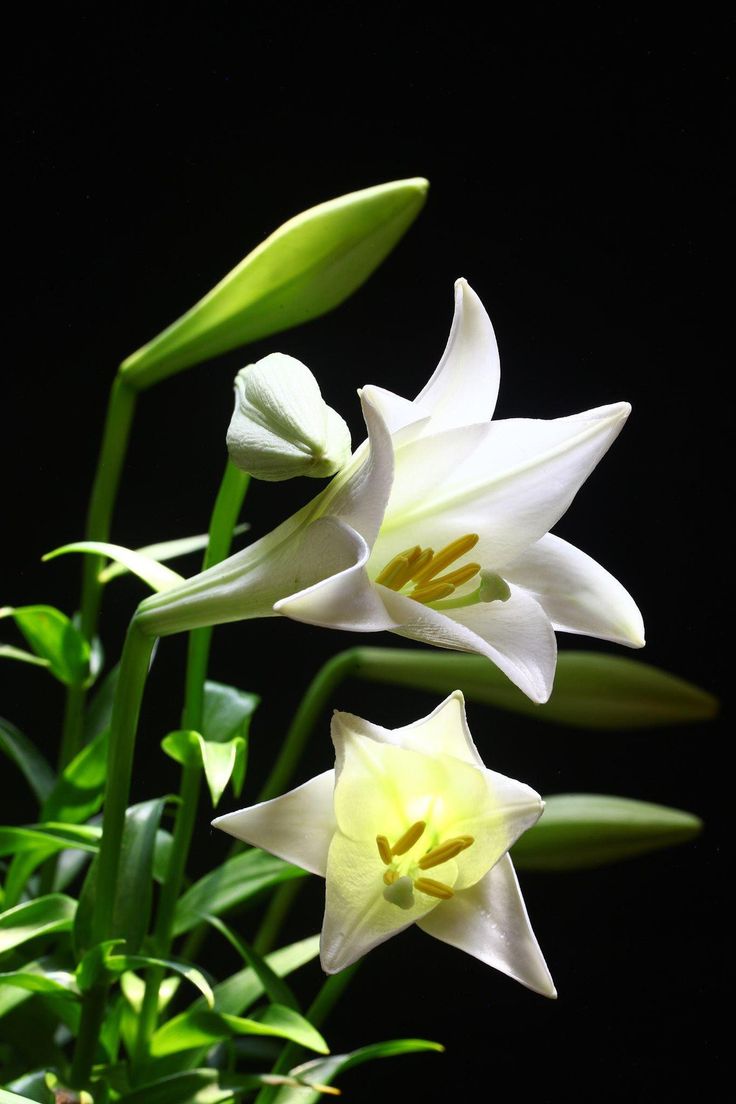 Top 15 hình ảnh hoa loa kèn đẹp nhất trên thế giới