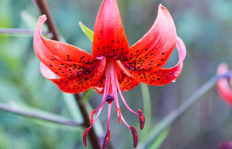 Lily Lovers – The Ultimate Guide to Growing Lilies - Tesselaar