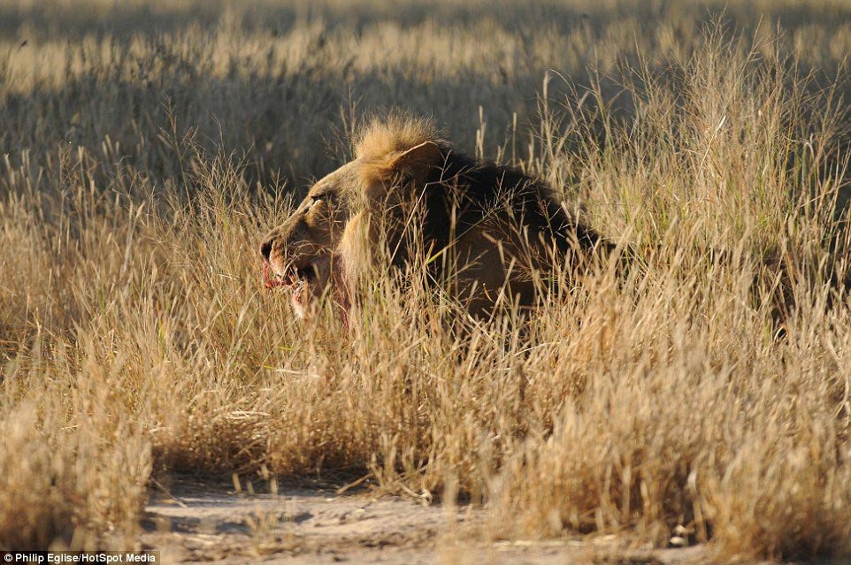 Lions vs. porcupines