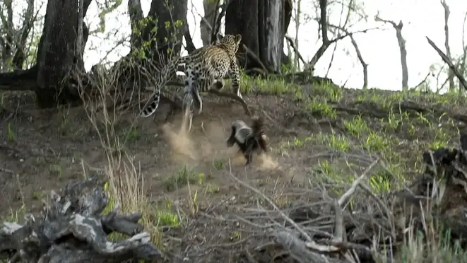 Angry mother badger called her mates to attack the leopard to avenge her cubs