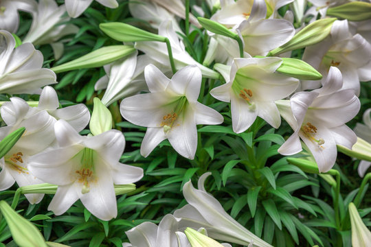 Easter Lily Images – Browse 25,129 Stock Photos, Vectors, and Video | Adobe Stock