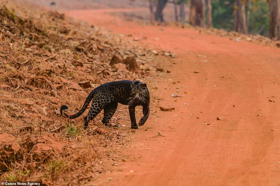 The 24-year-old photographer Anurag Gawande said he was just 30 feet away from the leopard when he spotted it, adding that it had been hunting a deer when his safari group came across the rare cat