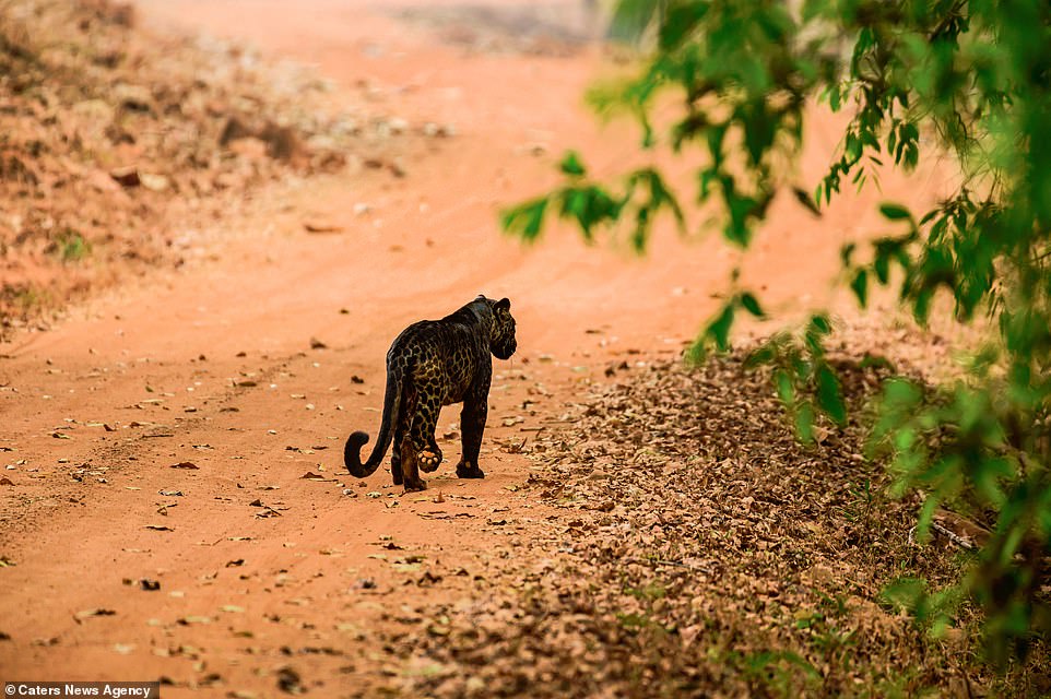 Indian leopards are listed as a vulnerable species following habitat loss and poaching. Between 12,000 and 14,000 are believed to live in India. Around 11 per cent of leopards have the unique pigmentation, making them a rare sight