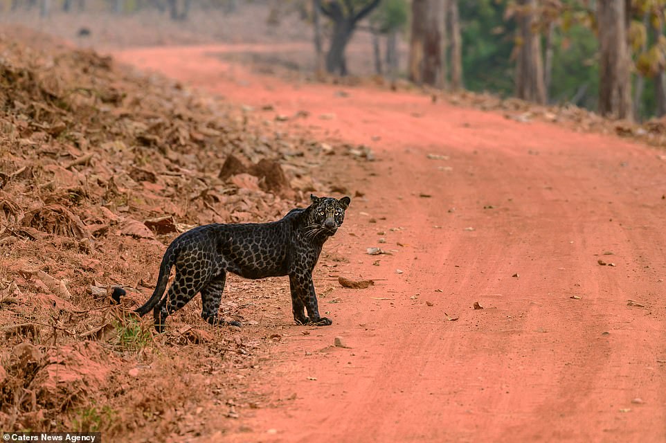 An extremely rare black leopard (pictured) was spotted in an Indian wildlife park as it tried to hunt a deer, and captured in a series of photographs from just 30 feet away, contrasted against the clay-red ground it was walking across