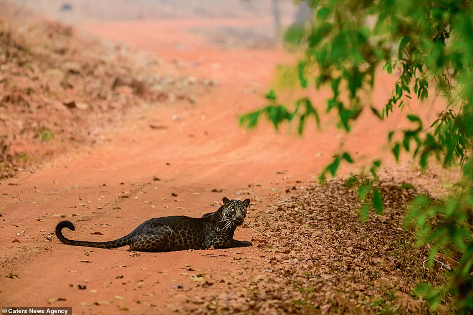 The male leopard is only one-of-its-kind at Tadoba National Park in Maharashtra in western India. Melanistic leopards are already rare because of their black coats being coveted by poachers. But this particular male leopard is the rarest of its kind with its black spots distinctly visible on his shiny coat