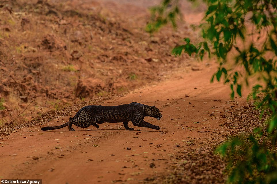 Wildlife photographer Anurag Gawande came across the melanistic leopard while on a safari at Tadoba National Park in western Maharashtra state in January. Pictured: The leopard stalks across the clay-red track as it hunts a deer