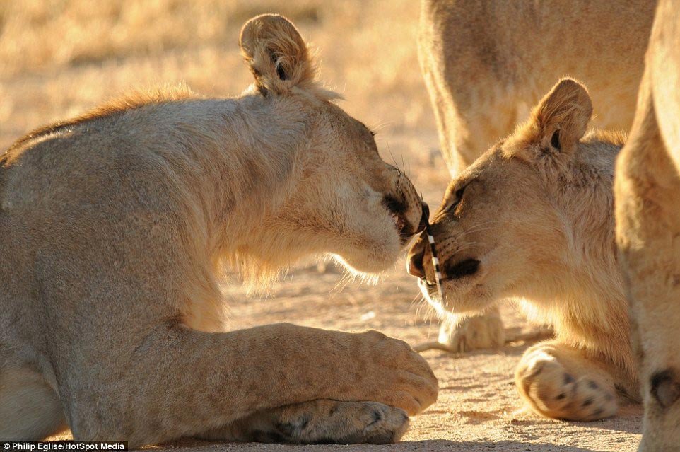 Lions vs. porcupines