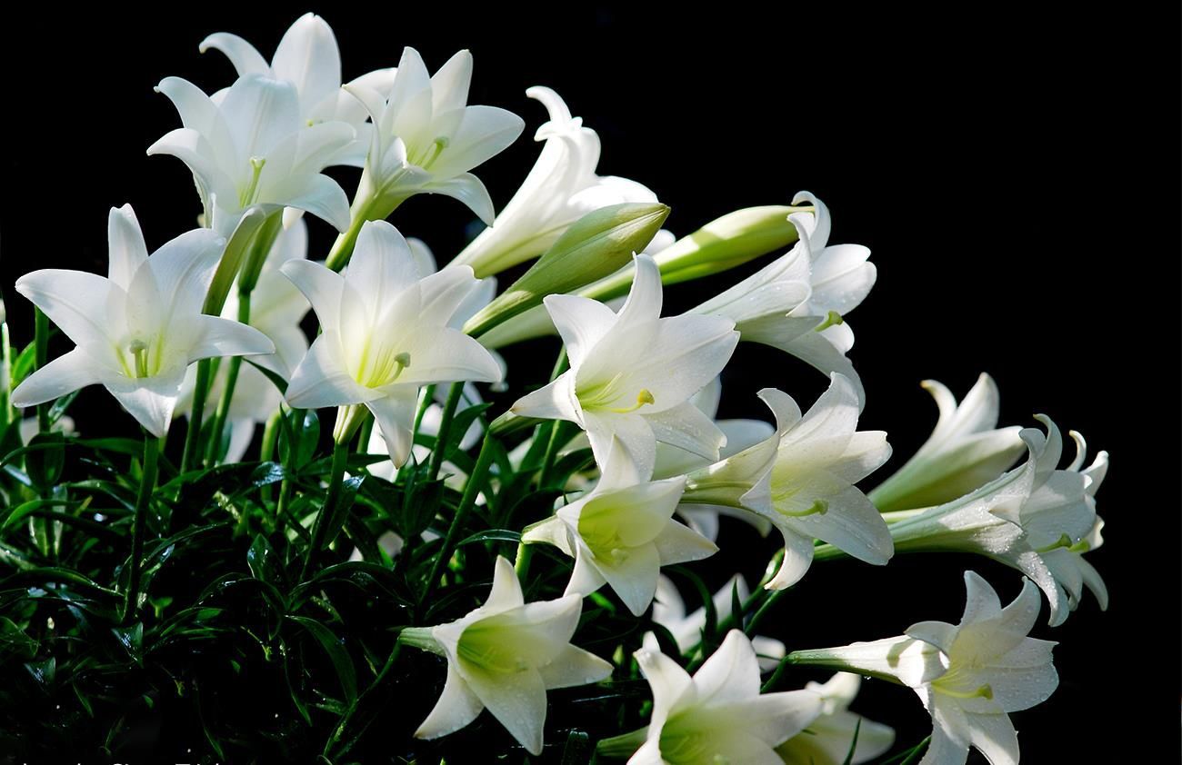 Chia sẻ hơn 55 về hình ảnh hoa loa kèn trắng mới nhất - cdgdbentre.edu.vn