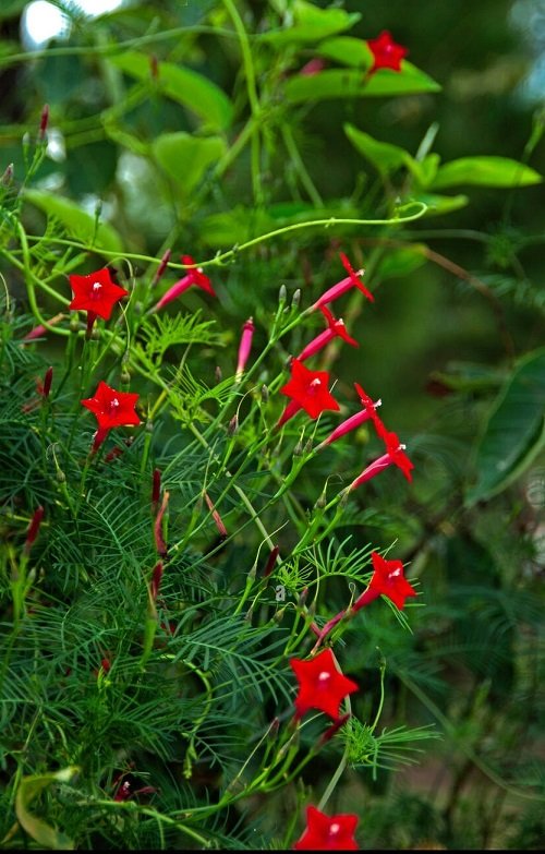 Types of Morning Glory Flowers 5