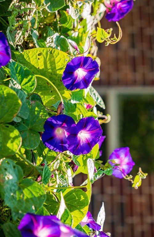 Types of Morning Glory Flowers 10