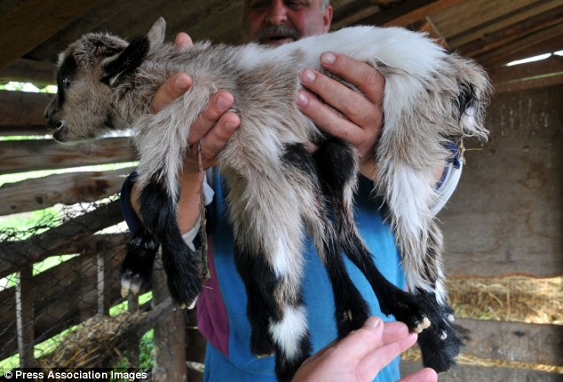 Billy el calamar: el niño 'octocabrio' de ocho patas es 𝐛𝐨𝐫𝐧 en una granja croata | Correo diario en línea