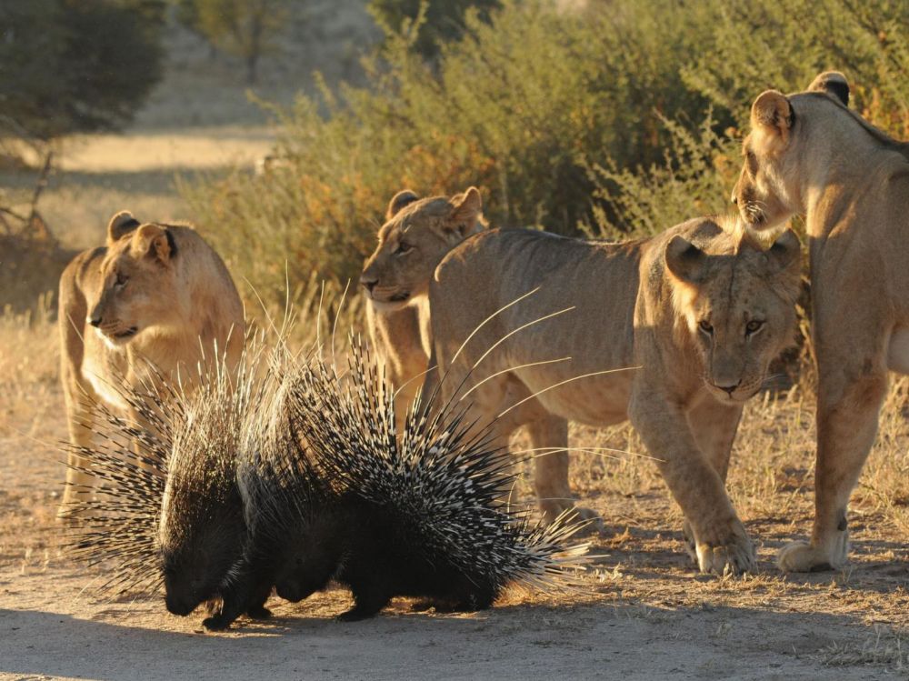 Lion contre porc-épic : qui gagne ? - Sciences et Avenir