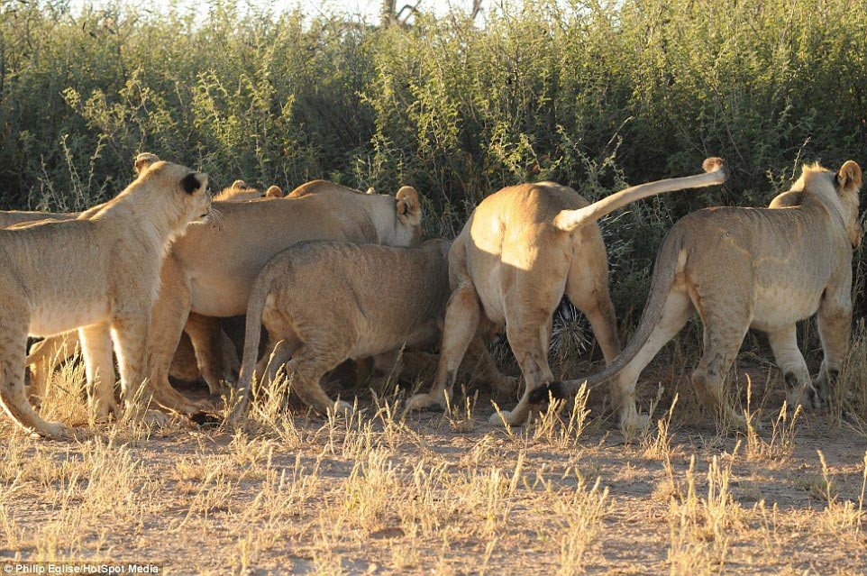 Lions vs. porcupines