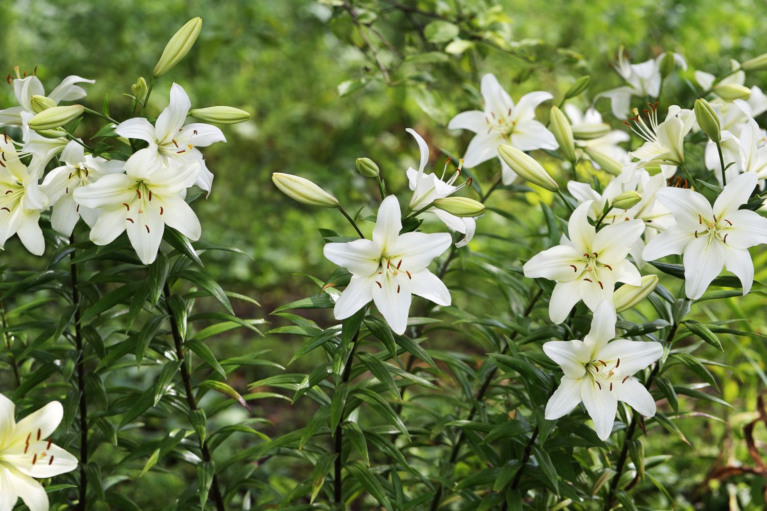 Lilies: varieties, growing & plant care - Plantura